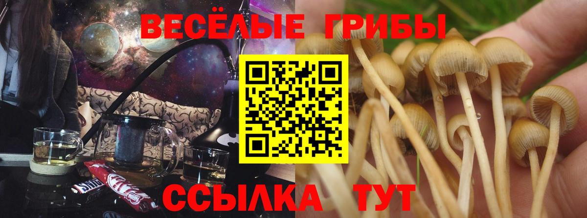 Псилоцибиновые грибы Psilocybe Ачинск
